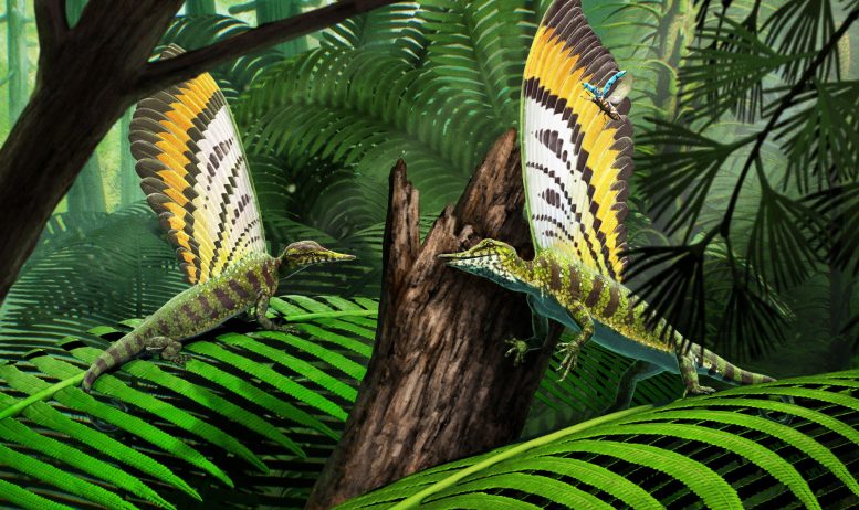 Reconstruction of Mirasaura