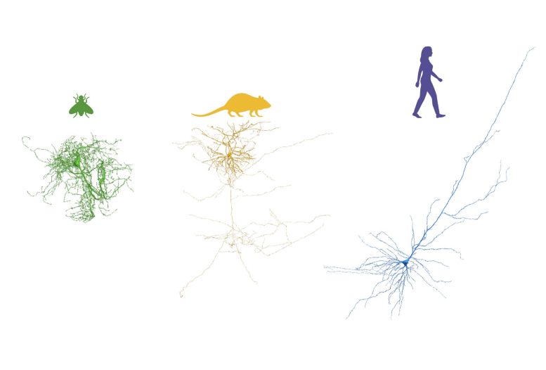 Regeneration of neurons across organisms