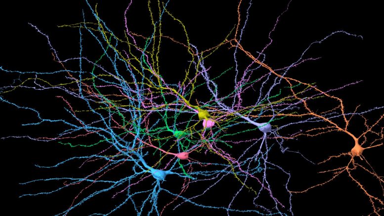 Neuronal reconstruction in the human cortex dataset