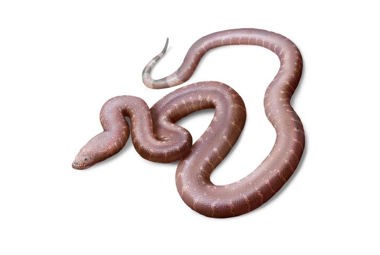 Reconstruction of Paradoxophidion richardoweni