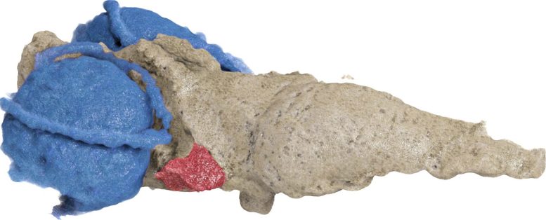 Reconstruction of the Brain of Tametara Mirim