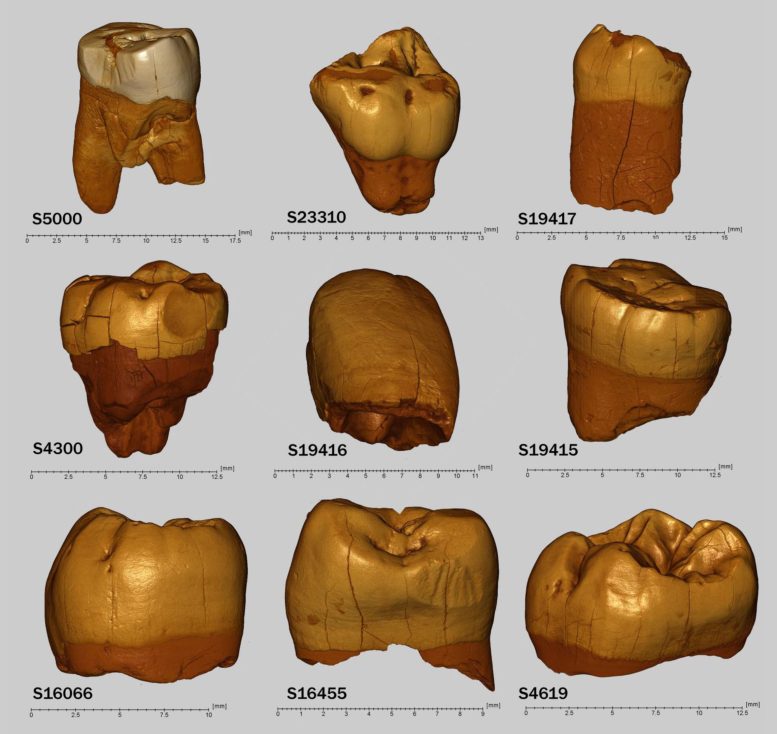 Reconstruction of the Teeth Discovered in Stajnia Cave and Analyzed in This Study