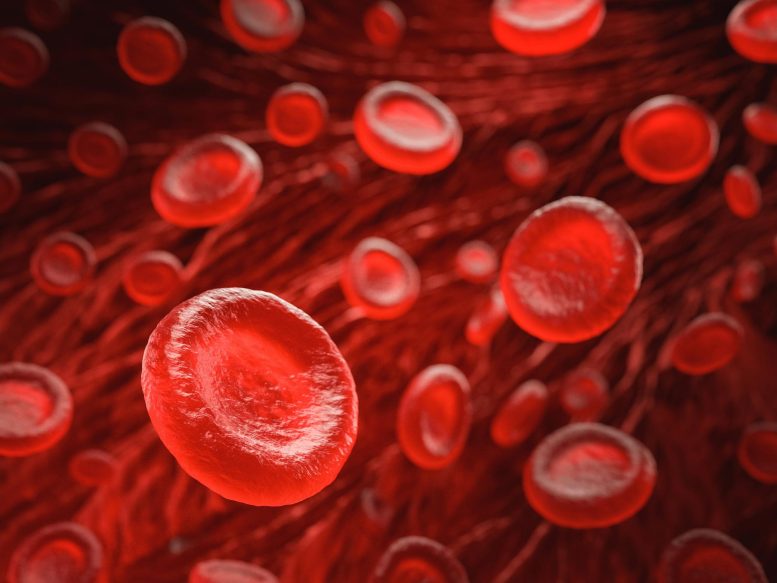Red Blood Cells Illustration