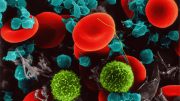Red Blood Cells, T Lymphocytes, Platelets