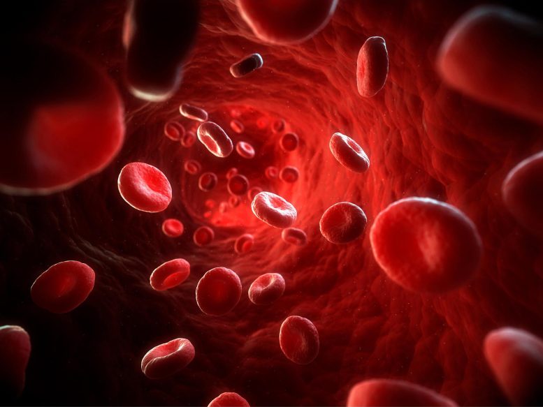 Red Blood Cells in Blood Vessel