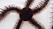 Red Brittle Star, Ophiocoma wendtii