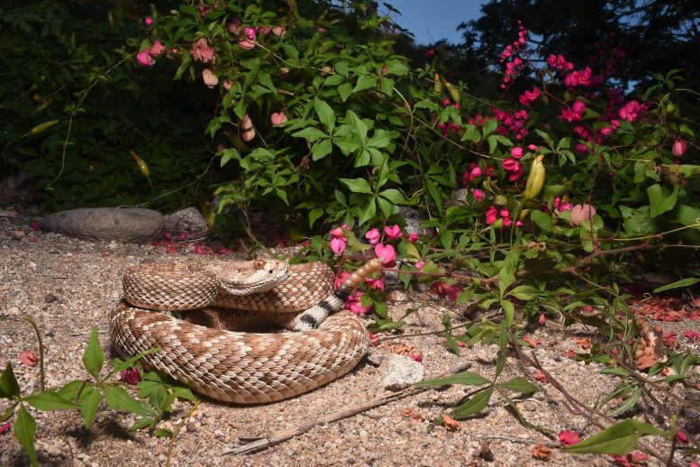 Red Diamond Rattlesnake