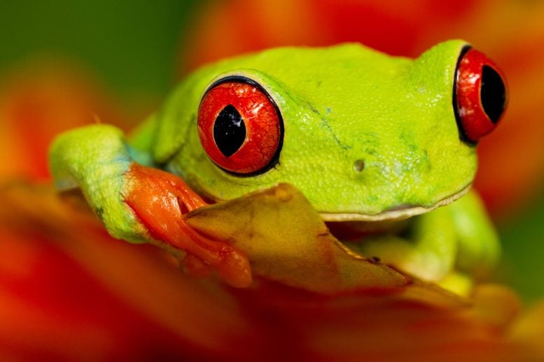 Red Eye Tree Frog Close Up