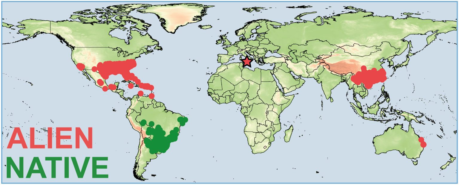 Alert Ant Red Alert: Invasive Fire Ants Confirmed in Europe for the First Time ...