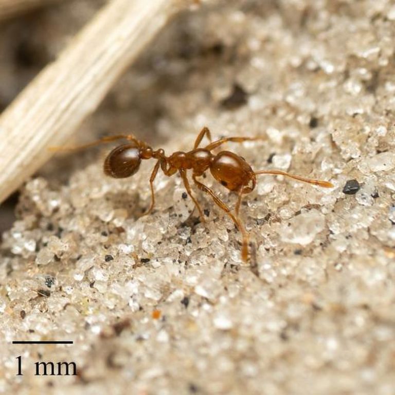 Alert Ant Red Alert: Invasive Fire Ants Confirmed in Europe for the First Time ...