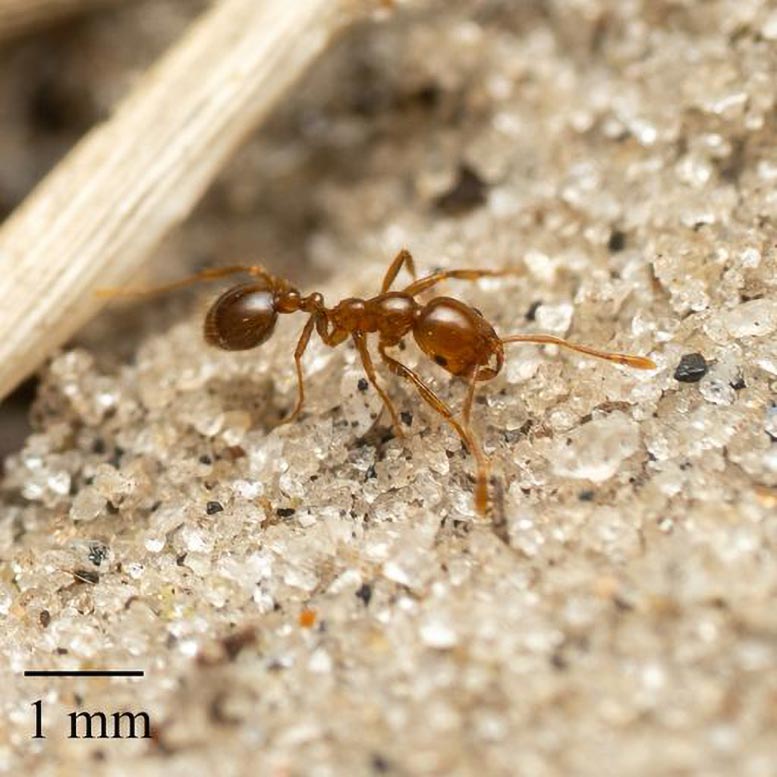 Red Fire Ant (S invicta)