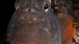 Red Lipped Blenny