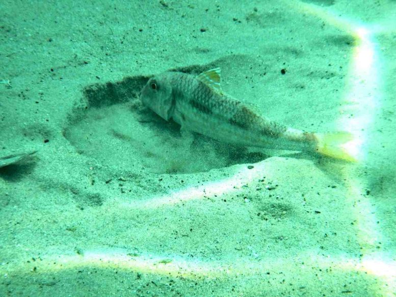 Red Mullet Producing a Feeding Pit in the Shallow Seafloor of the Ligurian Sea
