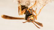 Red Paper Wasp
