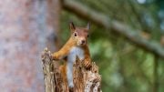 Red Squirrel Looking