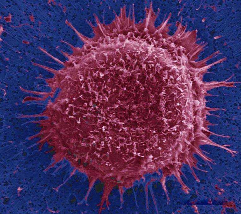Red Target Cells Adhere to Surface