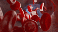 Red and White Blood Cells