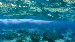 Redfin Needlefish Hiding Below the Sea Surface Near the Carribean Island of Curacao
