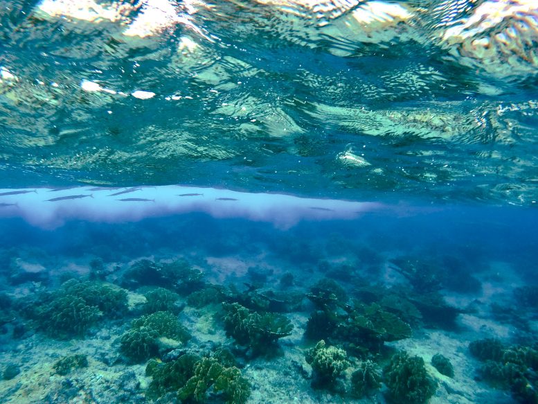 Redfin Needlefish Hiding Below the Sea Surface Near the Carribean Island of Curacao