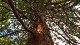 Redwood Trees at Wakehurst Horsebridge Woods