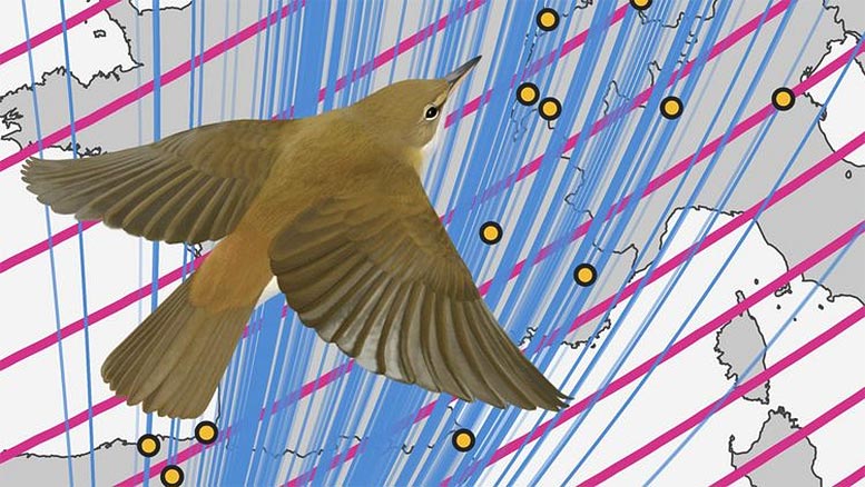 Reed Warblers Use Magnetic Information As Stop Sign