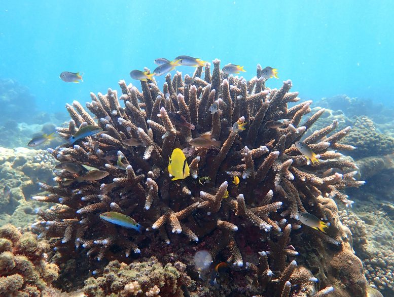 Les coraux de récif fournissent un habitat et des aires d'alimentation à de nombreux organismes