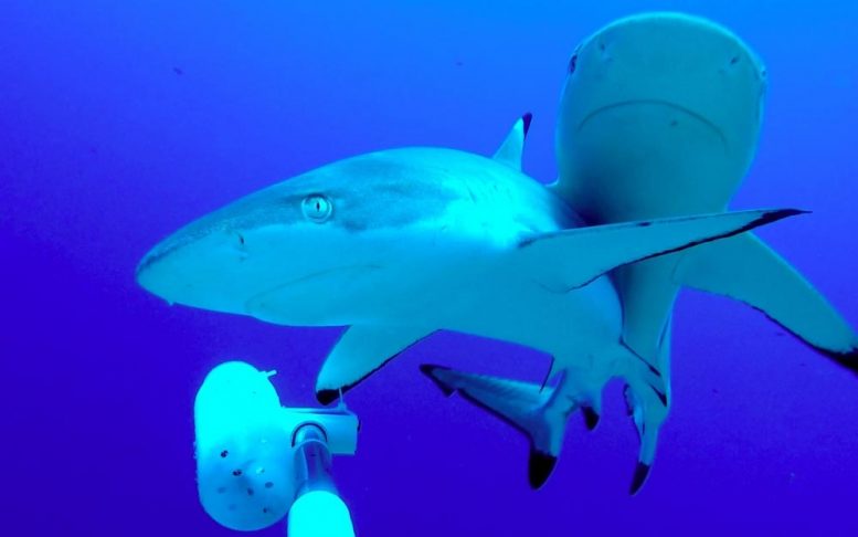 Reef Sharks Palmyra Atoll