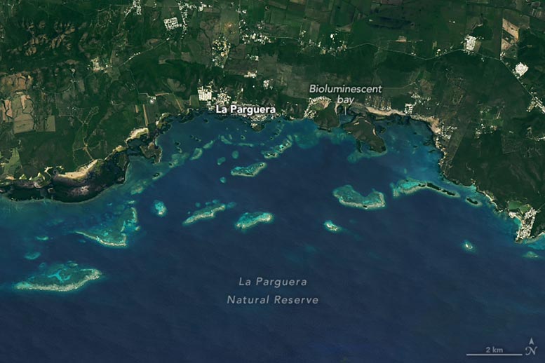 Reefs of La Parguera 2024 Annotated