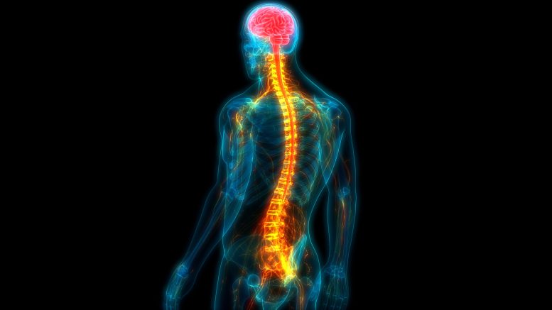 Regeneration of Damaged Nerves After Spinal Trauma