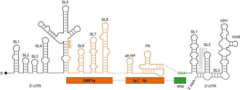 Regulatory RNA Elements SARS-CoV2 Genome