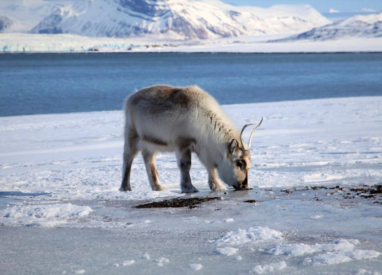Reindeer Drinking Water
