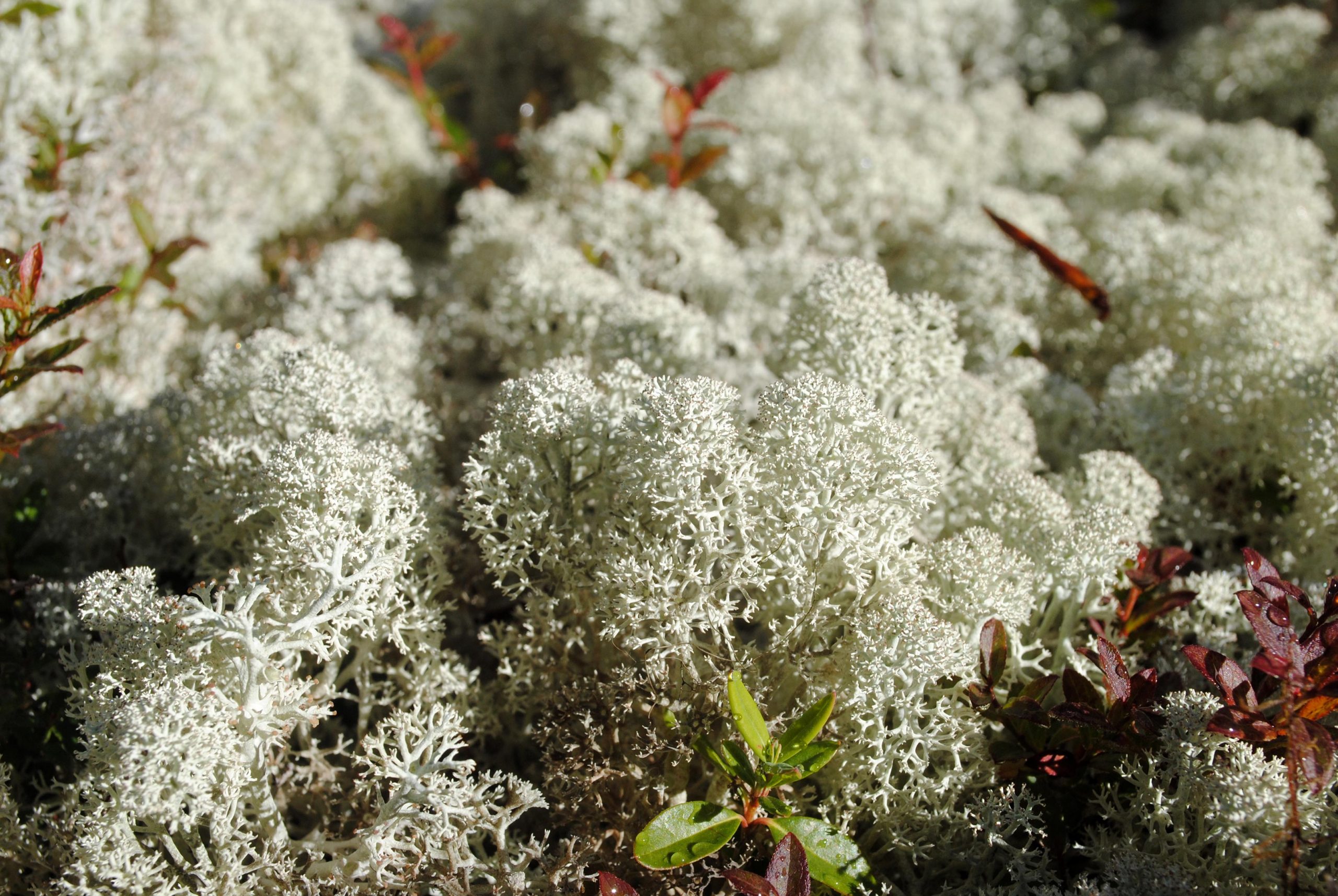 Reindeer Lichens Are Having More Sex Than Thought – Unexpected Levels ...