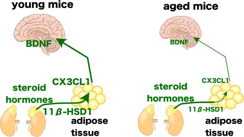 Relationship Between Adipose CX3CL1 and BDNF