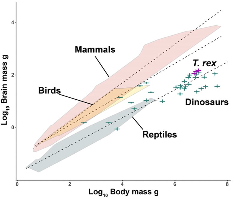 La relación entre el cerebro y la masa corporal en los vertebrados terrestres