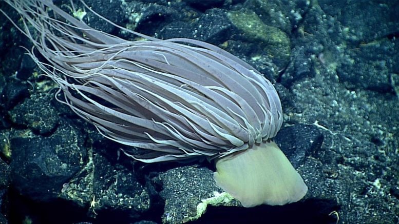 Relicanthus daphneae Deep Sea Anemone