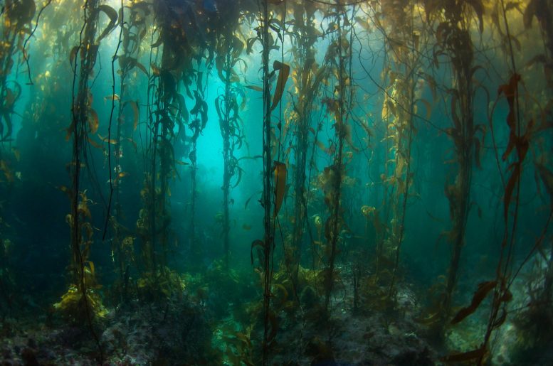 Remote South American Kelp Forests
