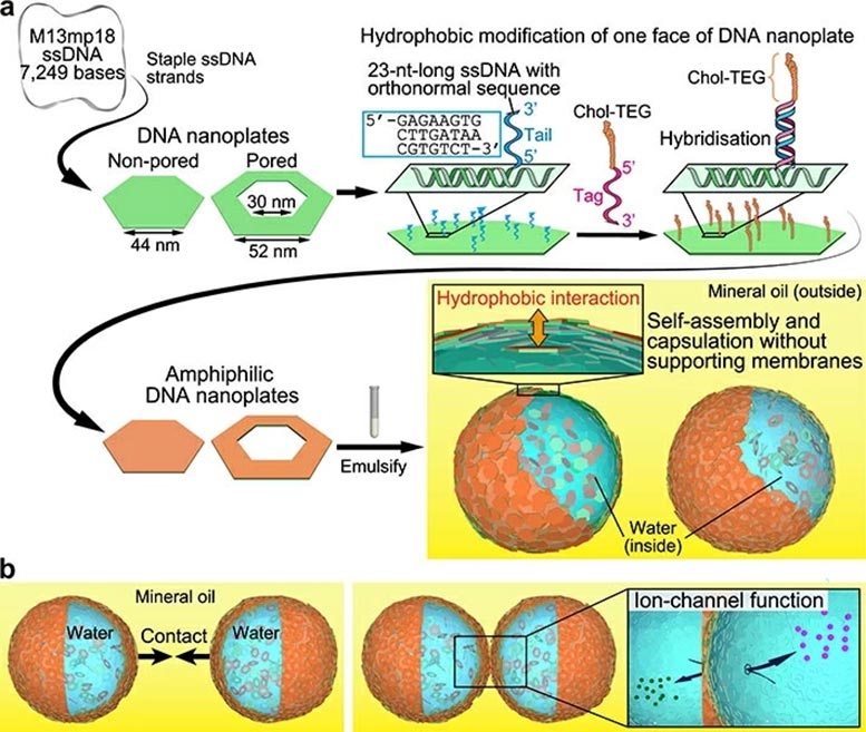 Representation of DNA Nanoplate Based Microcapsules