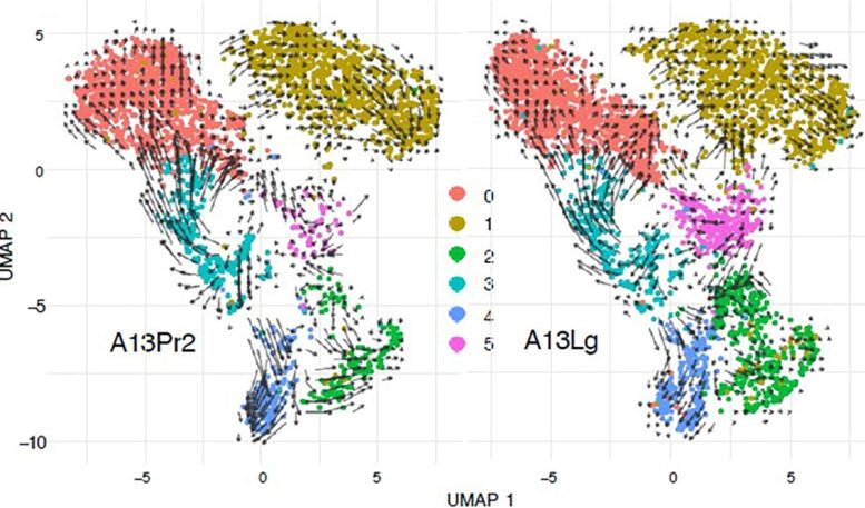 Representation of KLF5 Expression Patterns