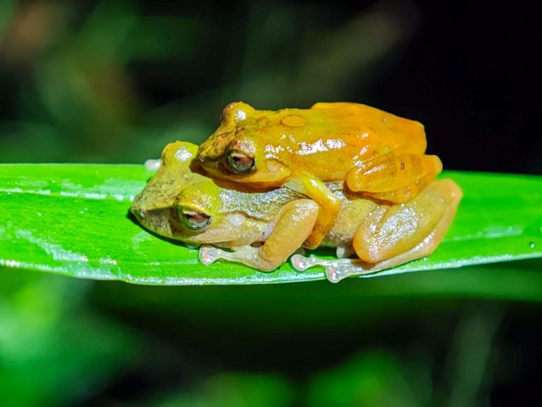 Reproductive Pair of the Milpe Robber Frog