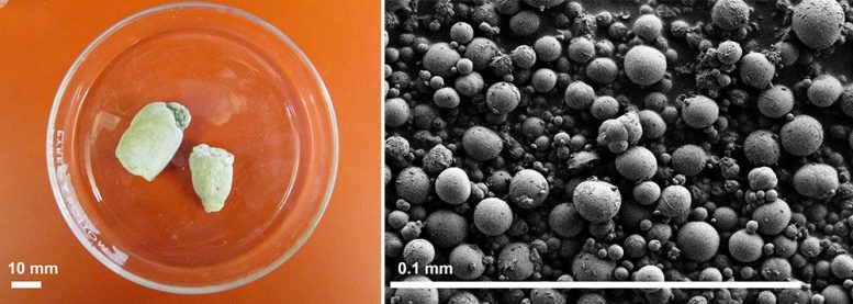 Reptiles Pee Crystals