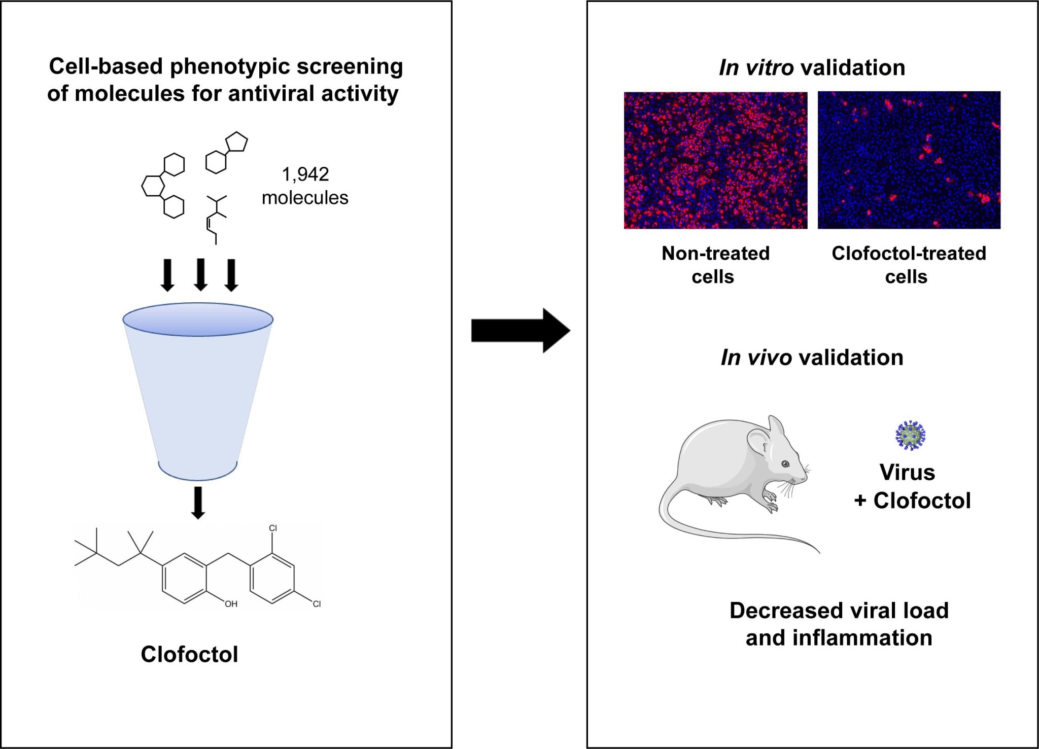 Repurposed Antibiotic May Be an Effective COVID19 Therapeutic