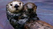 Rescued Southern Sea Otter Pup 327 with Surrogate Mother