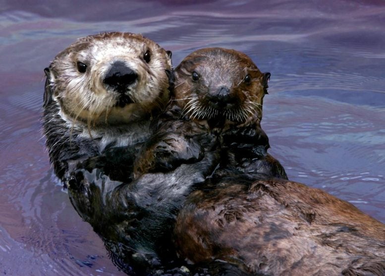 Rescued Southern Sea Otter Pup 327 with Surrogate Mother
