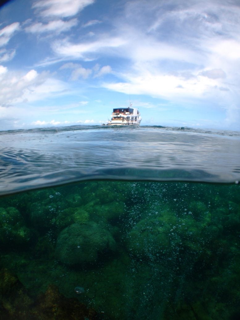 New Study Warns: By 2100, Coral Reefs Could Be Overtaken by Algae