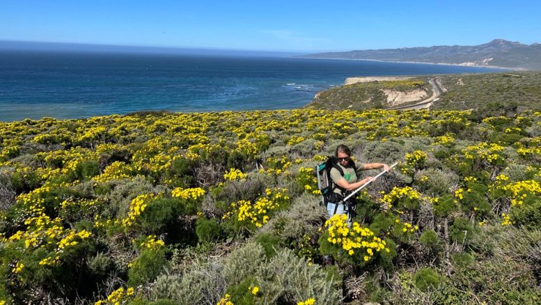 Researcher Ann Raiho Measures Sunlight Interacting With Yellow Coreopsis gigantea Flowers