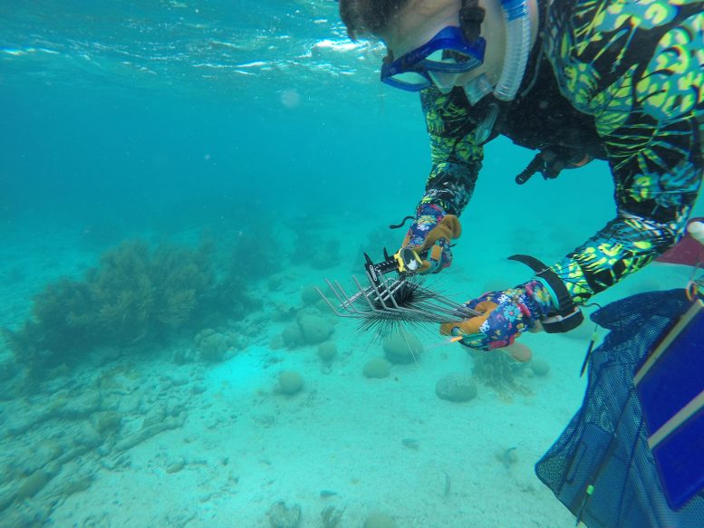 Researcher Samples Long-Spined Sea Urchin