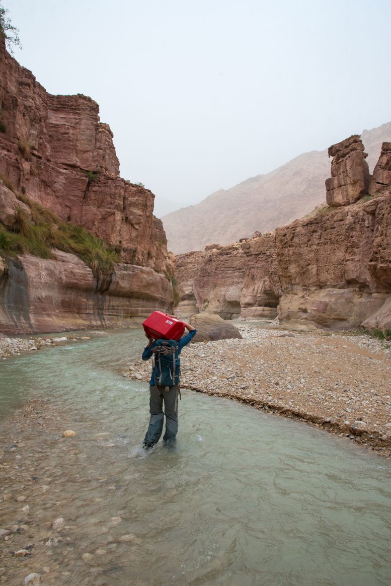 Researcher Wades Through Water in Wadi El Hasa