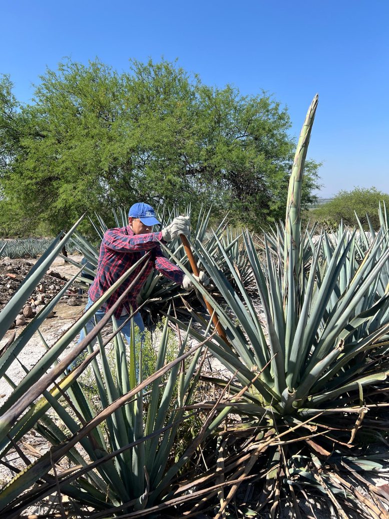 Researcher With Agave Plants
