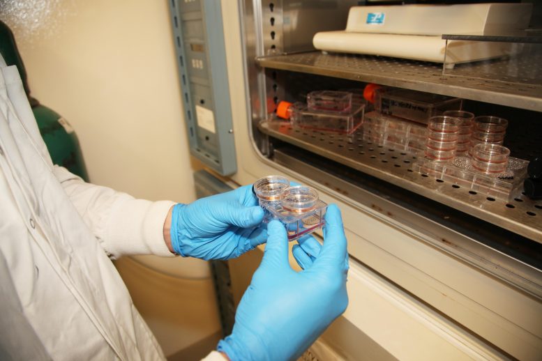 Researcher Working With Human Tissue Culture Cells Barr Lab
