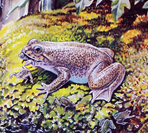 Researchers Create Cloned Embryos of an Extinct Frog